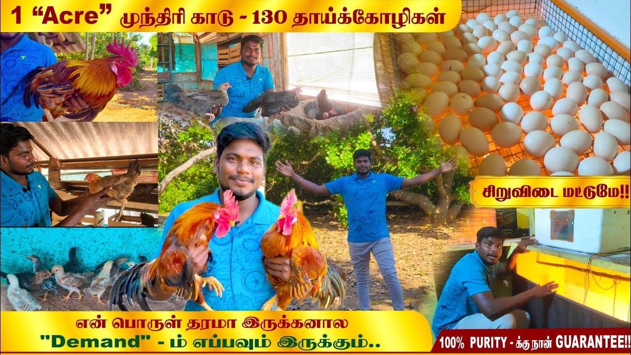 அப்போ 20 கோழி இப்போ 130 தாய்க்கோழி !! | தூய சிறுவிடை மட்டுமே குறிக்கோளாக வளர்க்கும் இளைஞர்!!