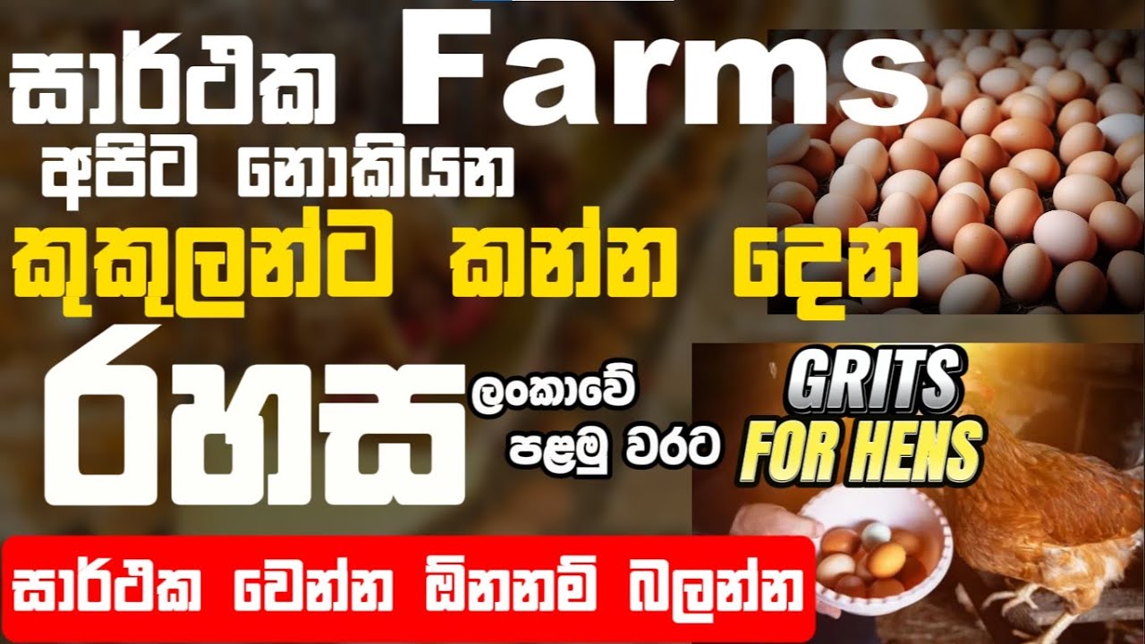 How to feed your hens for get lot of eggs | කවුරුත් නොකියපු රහස🤫 #poultry