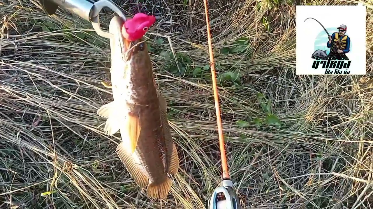 🎣 ตัวแรกของปี 😁 กบยางใบโพธิ์ 💗 น้าโหน่งโป้งโป้งชึ่ง