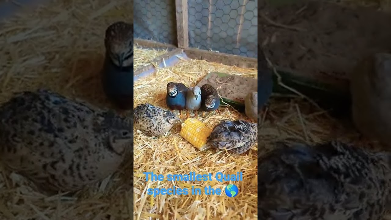 Button Quail!