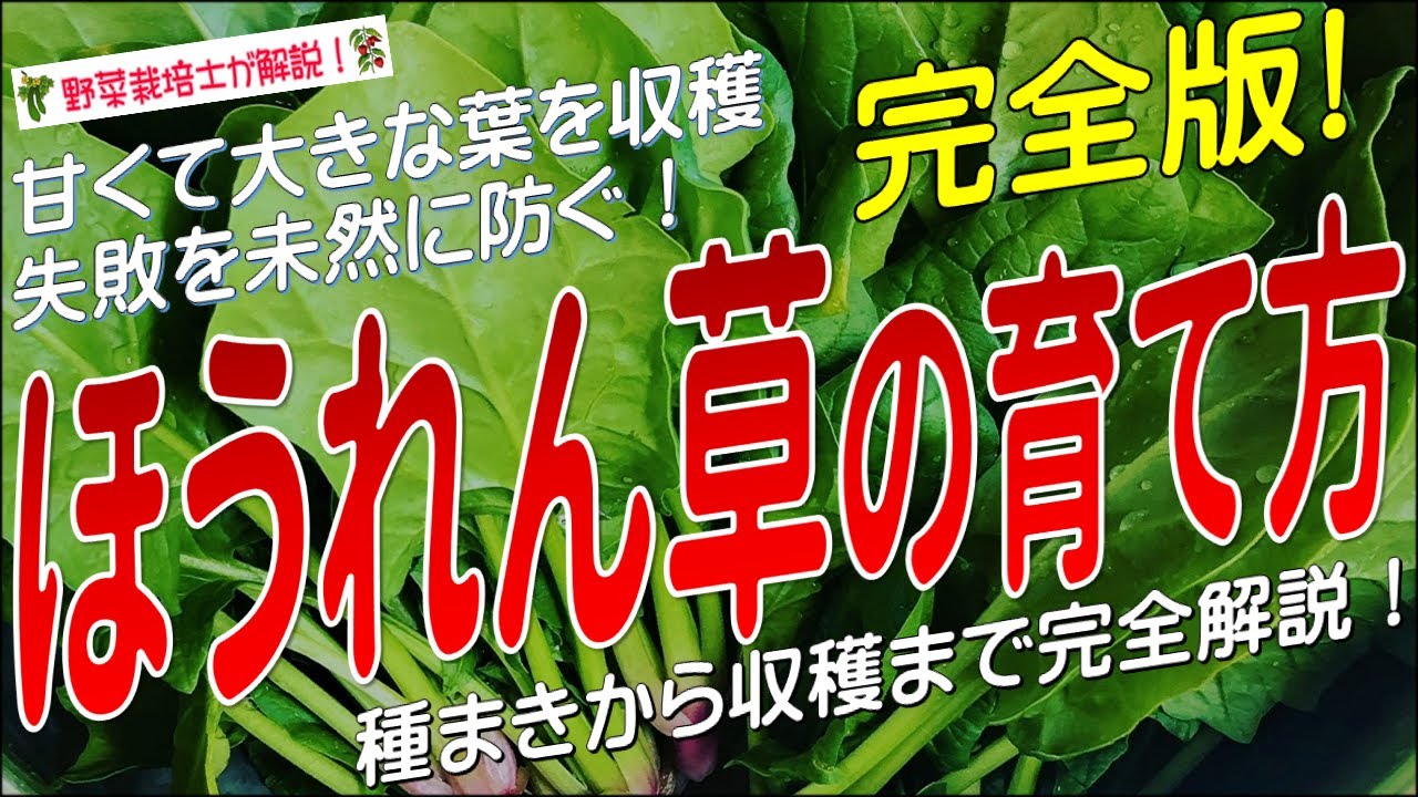 ほうれん草の上手な育て方（種まきから収穫まで完全解説）ホウレンソウ栽培のコツとポイントが分かる！