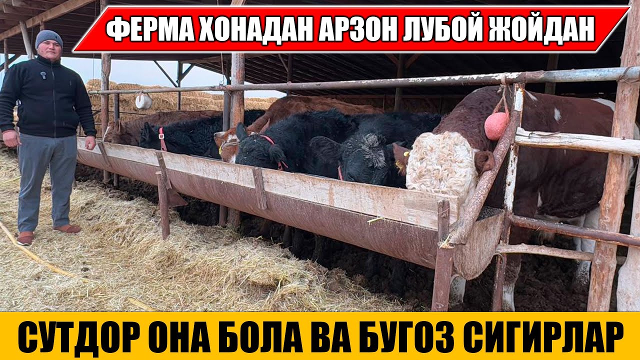 СУТДОР ОНА БОЛА ВА БУГОЗ СИГИРЛАР ФЕРМА ХОНАДАН АРЗОН НАРХДА АМИРХОН 09-12-2025г