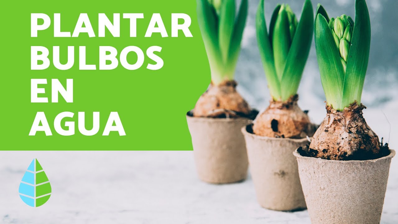 BULBOS EN AGUA - C&oacute;mo PLANTAR BULBOS en AGUA