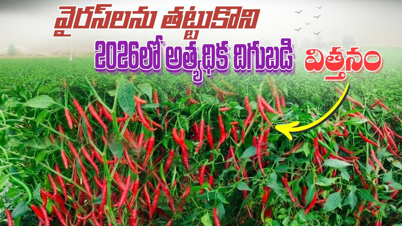 #వైరస్, నల్లిని తట్టుకొని 2026లో అధిక దిగుబడి విత్తనం,best chilli seeds 2026 in telugu,best mirchi