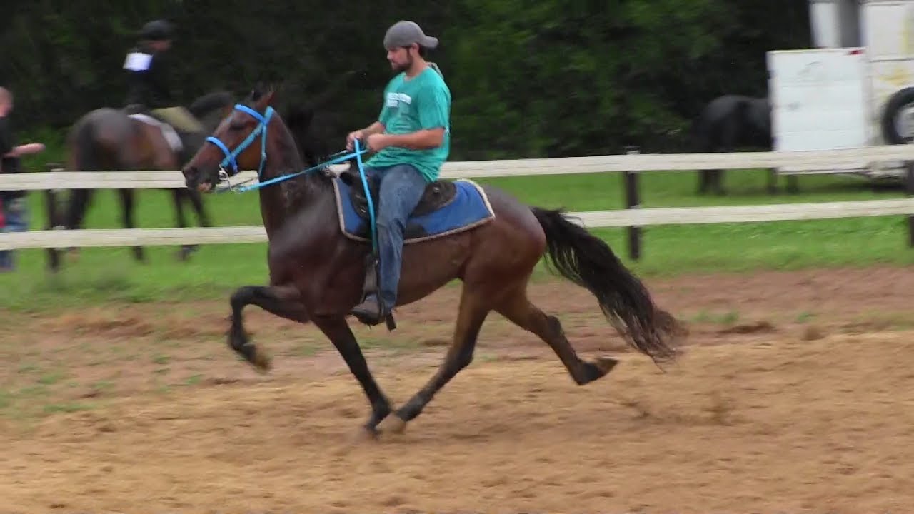 SOLD Speed Racking Standardbred Trotter FOR SALE - Jacob Parks Horsemanship