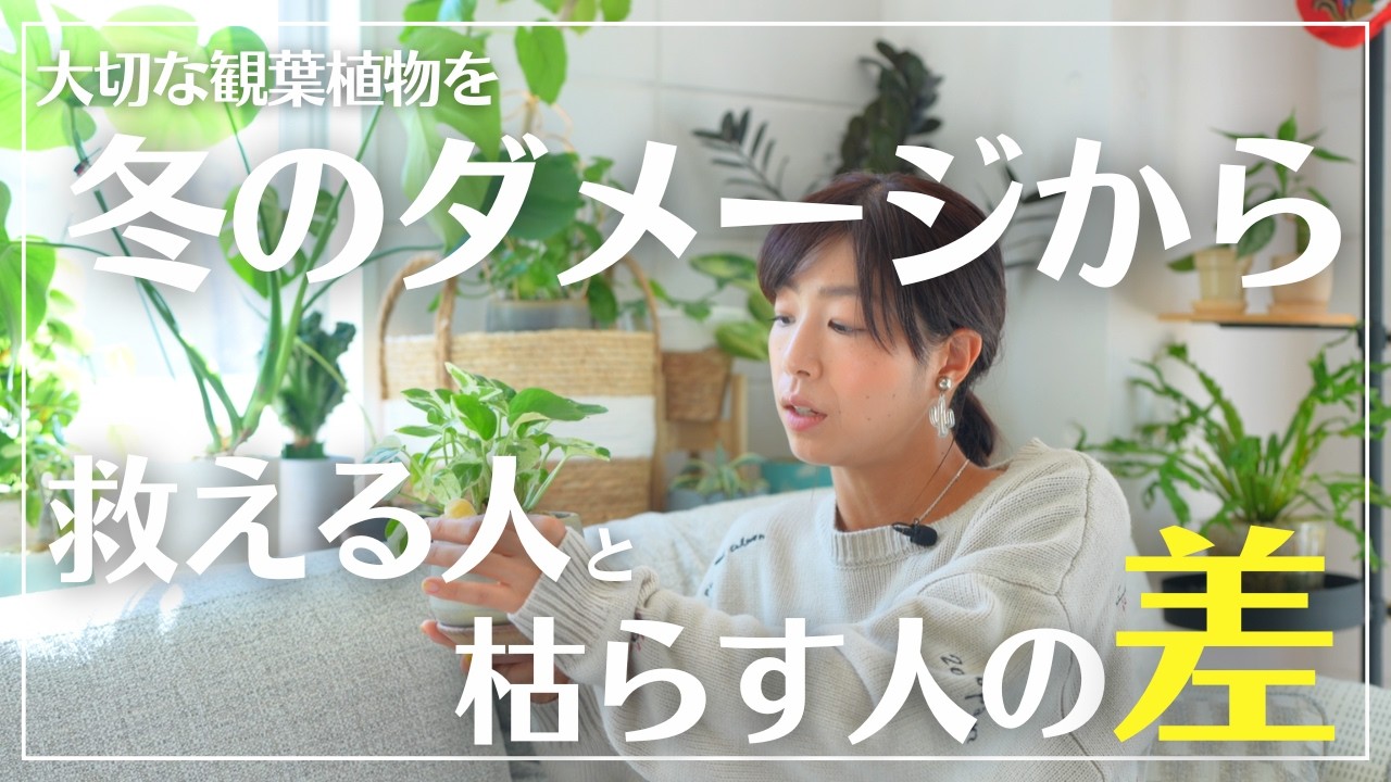 【冬ダメージから簡単に救う方法】今まで枯らしていた人も観葉植物を枯らさなくなる簡単３ステップ