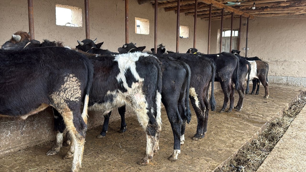 🥇YIRIKROQ BOQMA BUQA SORAGAN AKA UKALARGA ARZON NARXDA ✅