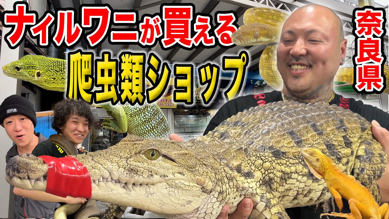 【激レア】トカゲ〜ナイルワニまで多様な爬虫類を扱う大迫力ショップ