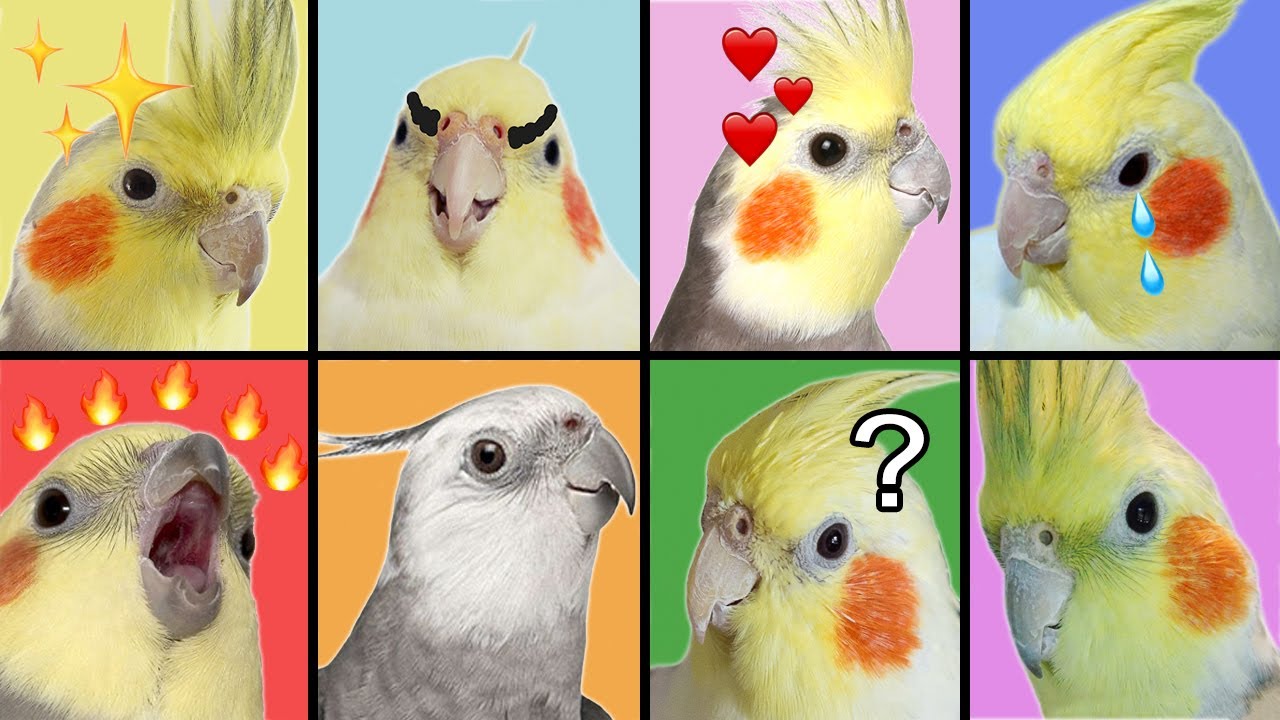 CALOPSITAS TÊM PERSONALIDADES DIFERENTES?
