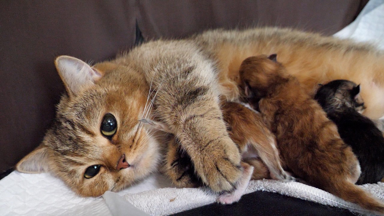 Cute mother cat gently cradling her kittens as they drink milk...