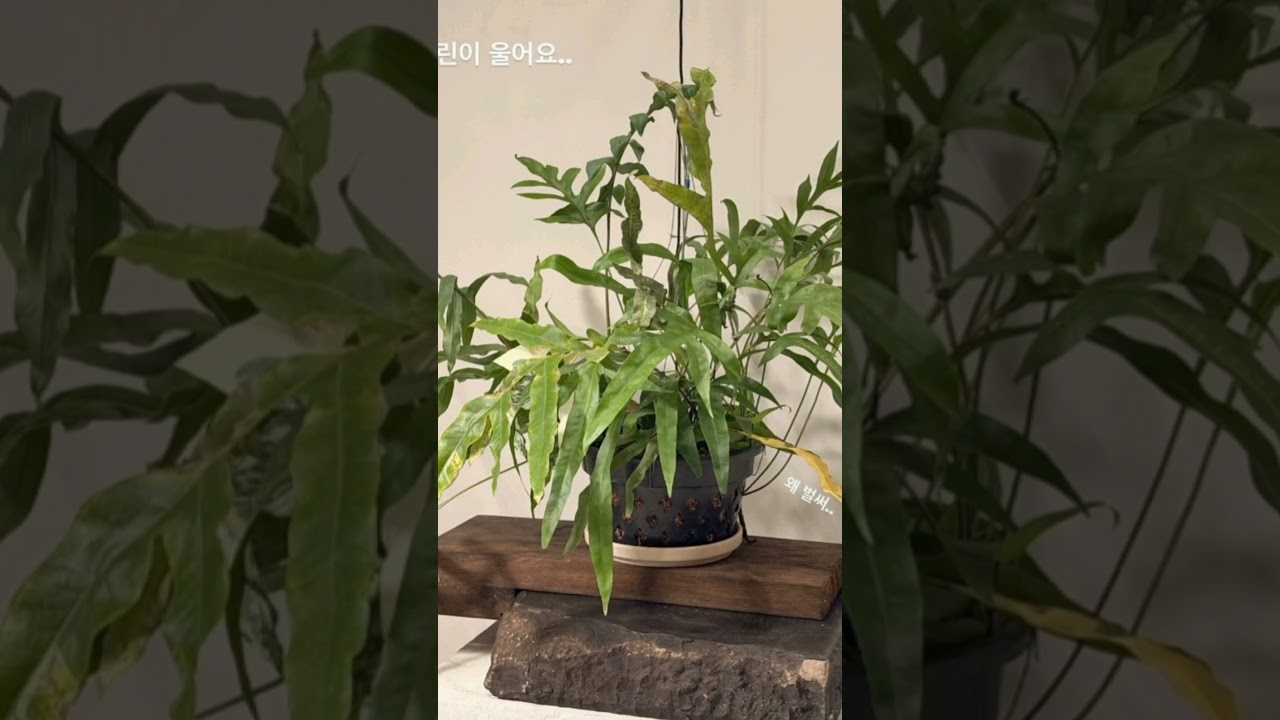 Thv Instagram Update 🌿🐻||#Taehyung #Kimtaehyung #shortsfeed  #btsv #viral