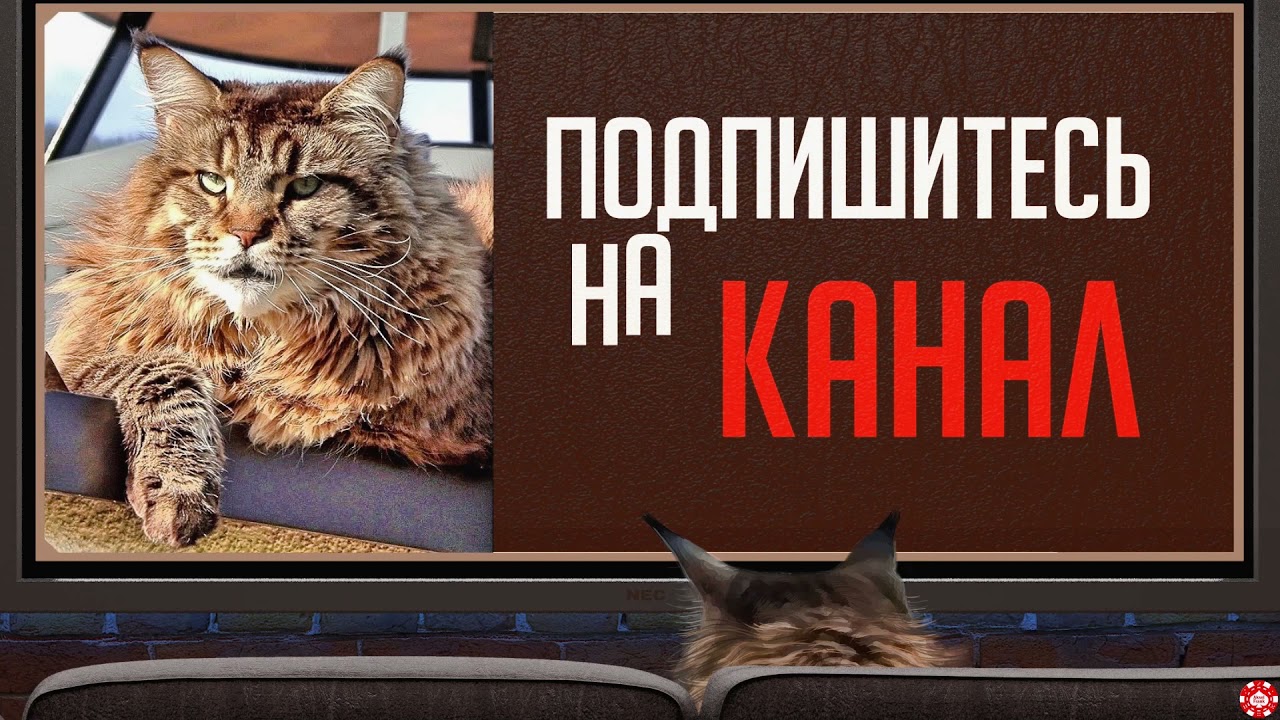 Vlog. Simple video editing about animals.