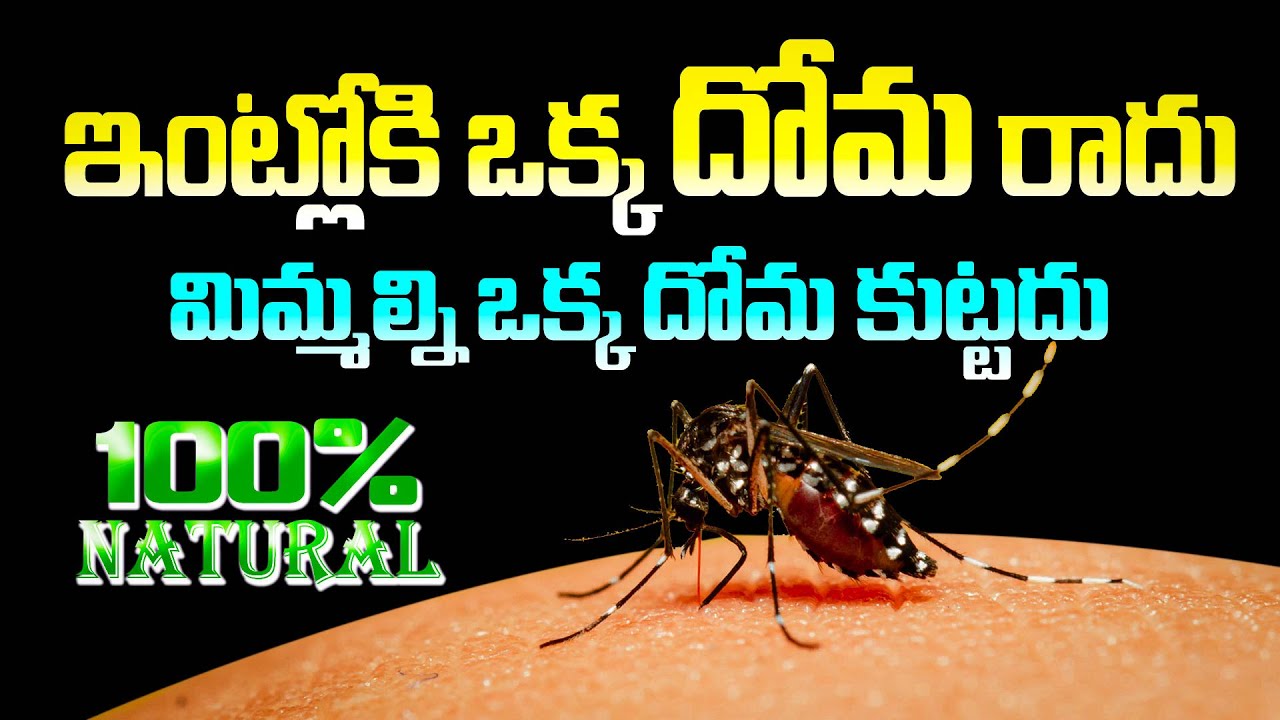 ఇంట్లోకి  ఒక్క దోమ రాదు | How to Prevent Mosquitoes in Home | Natural Mosquito Repellent | Dr.Murali