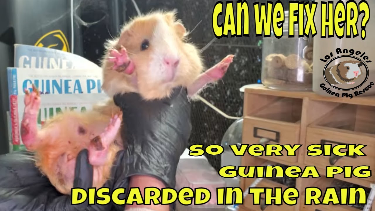 Rescue Journey of a Very Sick Dumped Guinea Pig