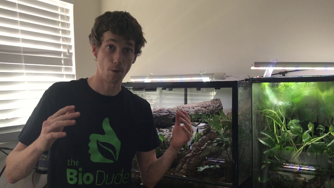 Bio Dude Facility Tour! BioActive Terrarium Room + 2017 updates and plans