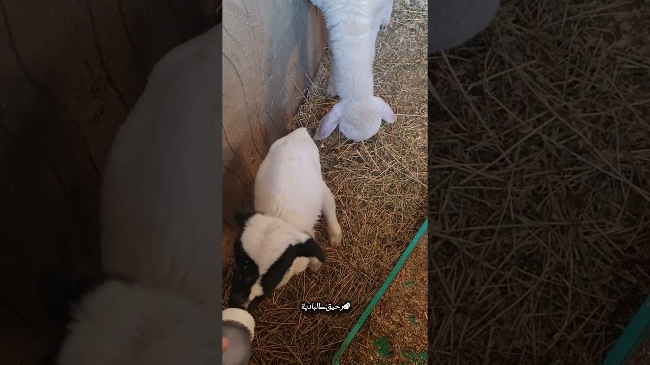 خريفاتي غالين وعزاز 🥰