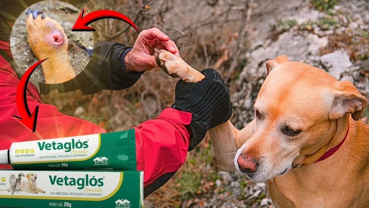 POMADA QUE PROMETE CICATRIZAR QUALQUER FERIMENTO MESMO CONTAMINADO E DERMATITES DOS CÃES