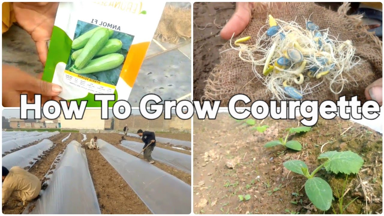 Zucchini Farming! How To Grow Courgette from Seed Germination to Planting in Low Tunnel Polyhouse 