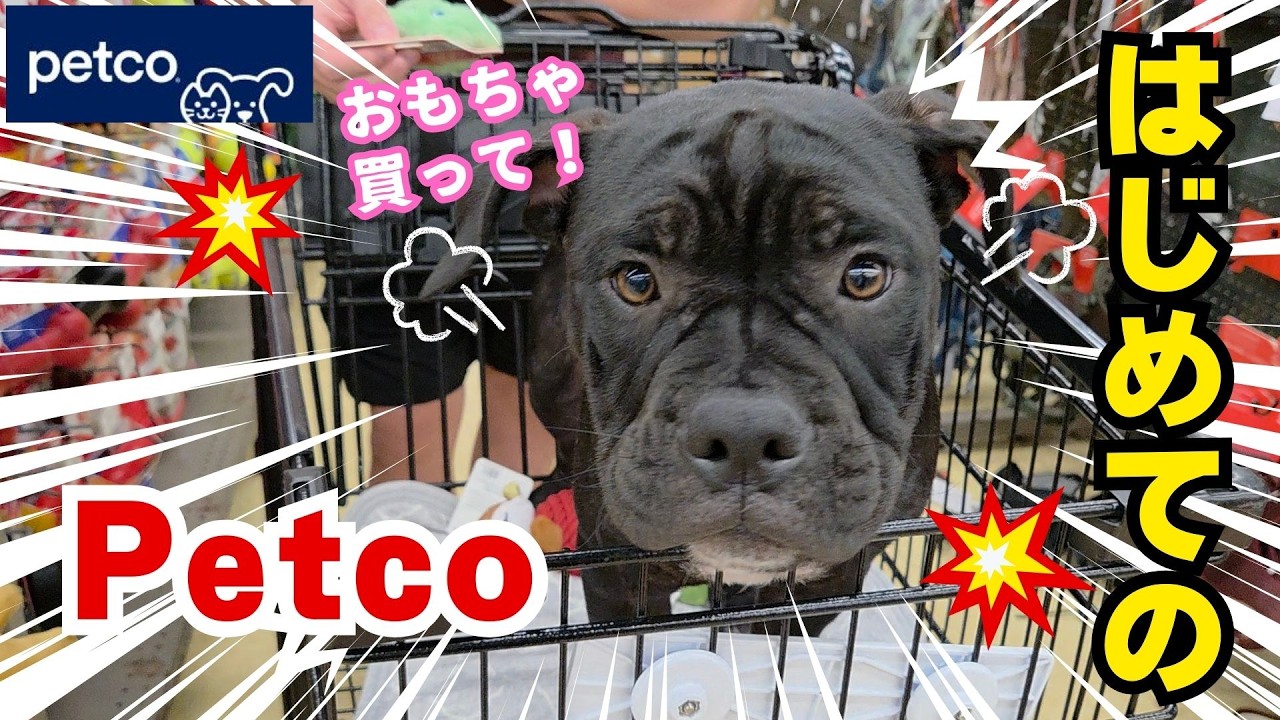 初めてのPetcoで大興奮…おもちゃ爆買い🐶🛍 #dog #americanbully #puppy #犬のいる生活 #買い物