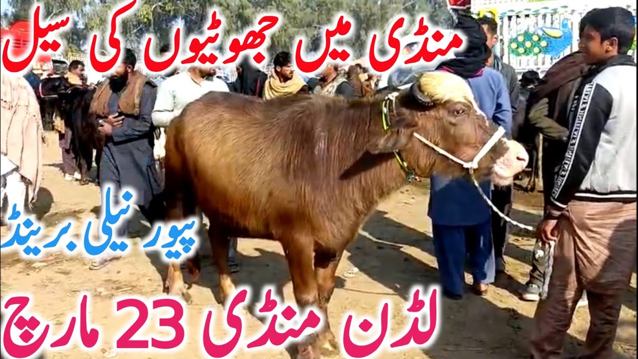 Ludden Mandi Nili Ravi Buffalo Jhotian | Pure Nili Ravi Katte Kattian Prices | Luddan Cattle Market 
