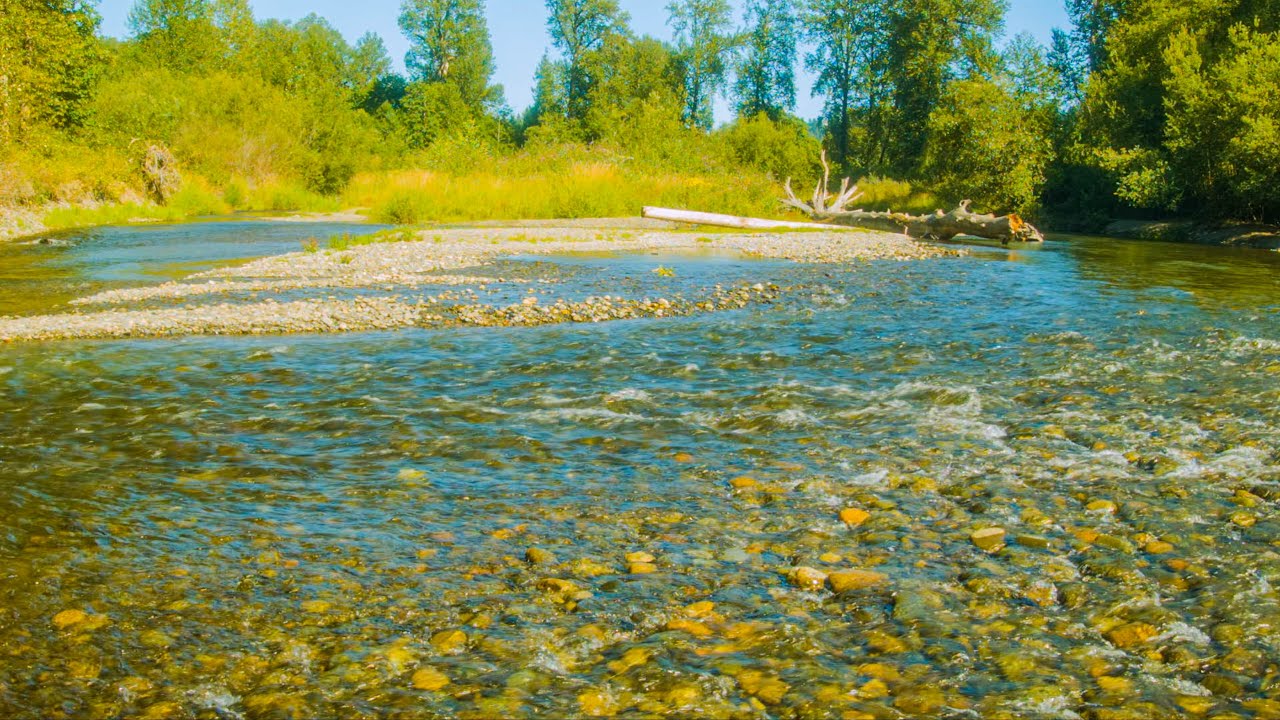 Cedar River Nature Sounds | Flowing Water, Birds & Summer Forest Relaxing Ambience- Episode 1