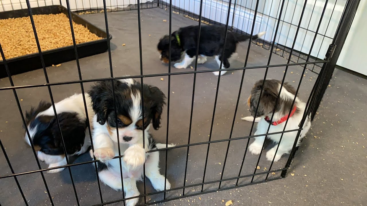 Cavalier Puppies Live: Pandemonium and Puppies