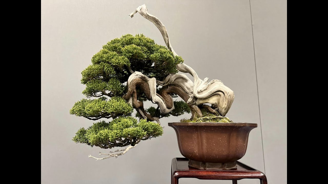 Fantastic UBE IV Bonsai Show Spain 2023 Outstanding Bonsai Displays.