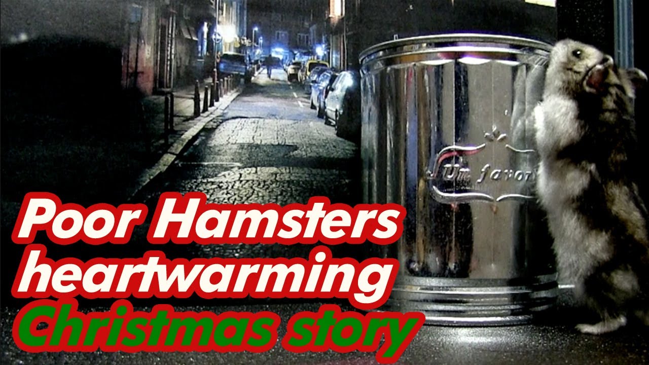 (dramatic hamster original videos)Poor hamsters heartwarming story
