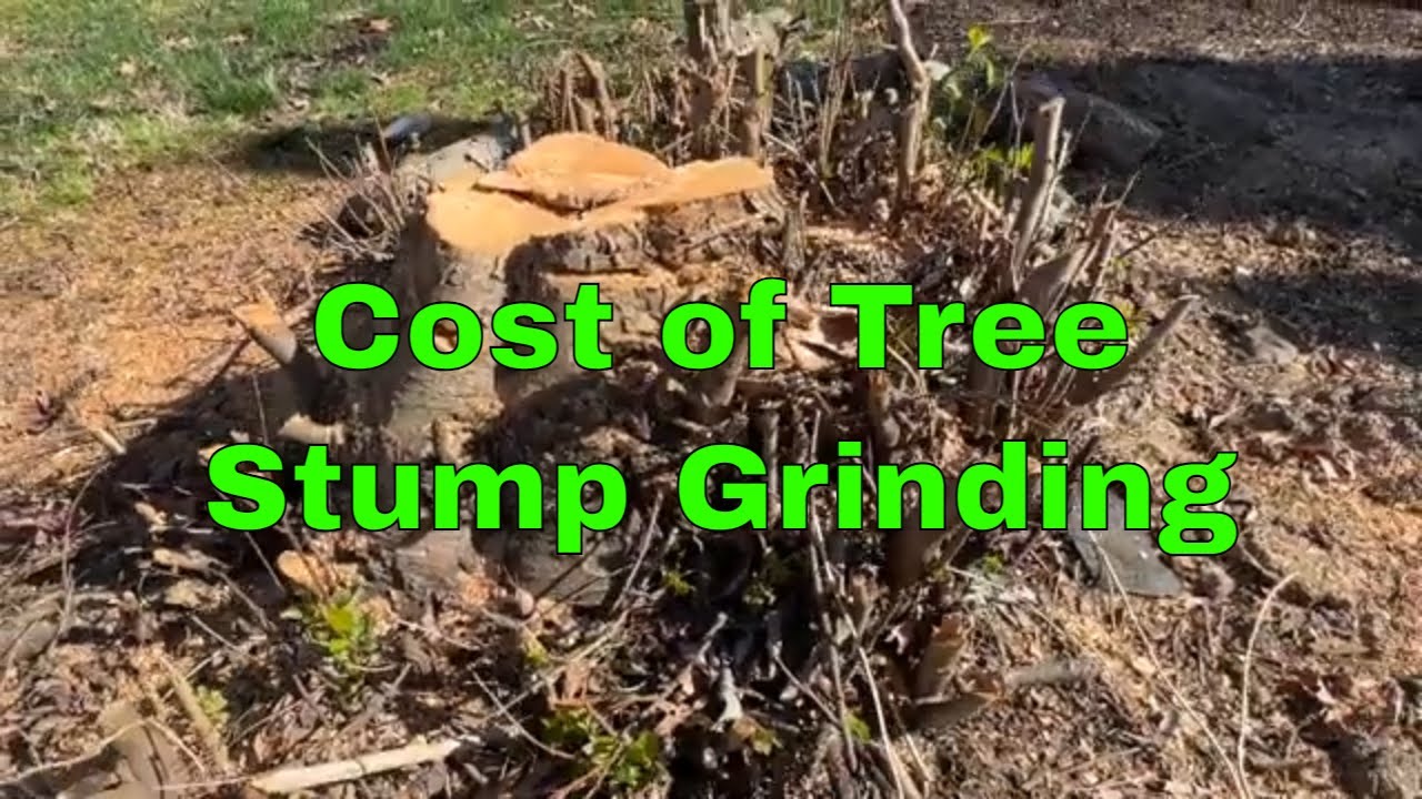 How Much Does it Cost to Remove a Tree Stump - Tree Stump Grinding Price