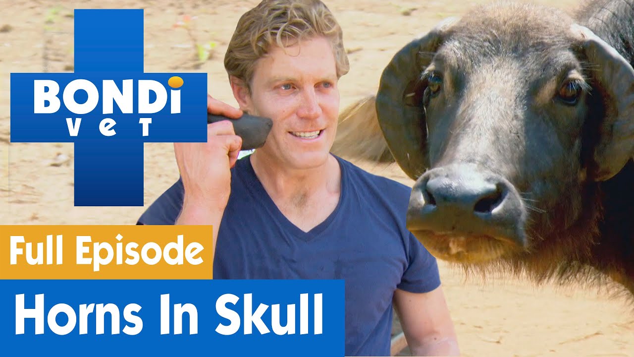 🐃 Buffalo Has Horns Growing Into Its Head! | FULL EPISODE | S7E14 | Bondi Vet