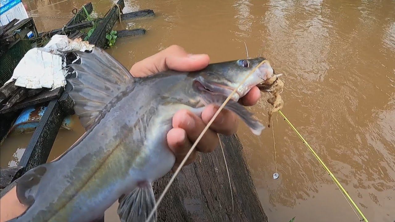 GANAS..!!! MANCING BAUNG BABON DI SUNGAI KAHAYAN UMPAN KUCUR YT KAHAYAN