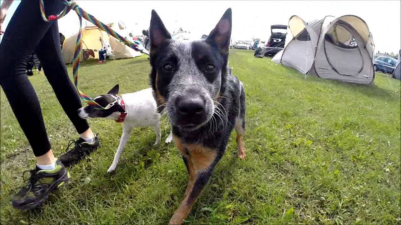 DOGFRISBEE Latająca Akademia - LADC Warszawa 2014