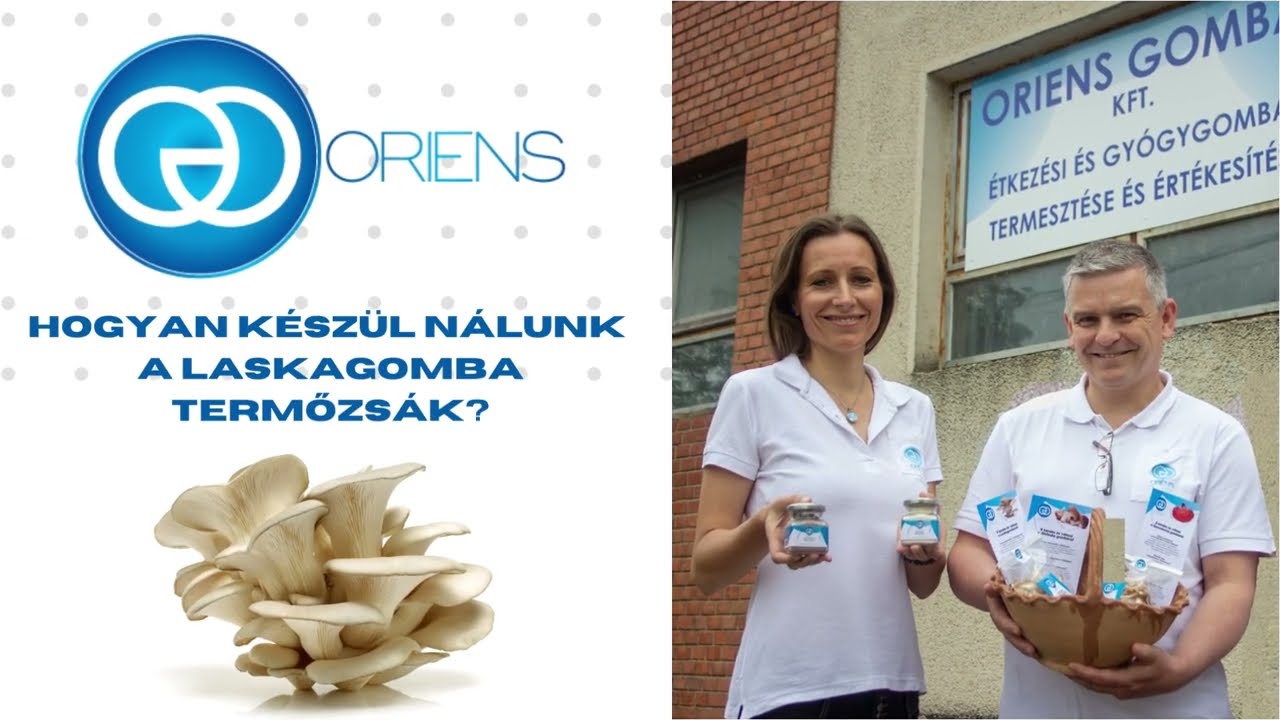 Hogyan k&eacute;sz&uuml;l n&aacute;lunk a laskagomba termőzs&aacute;k? Oriens Gomba Kft.