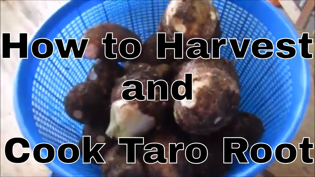 How to Harvest and Cook Taro Root (2019)