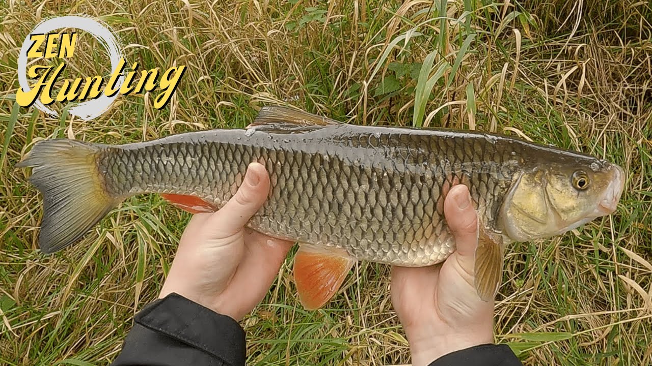 Whopper Chub From an Autumn River || Christmas Special || Zen Hunting