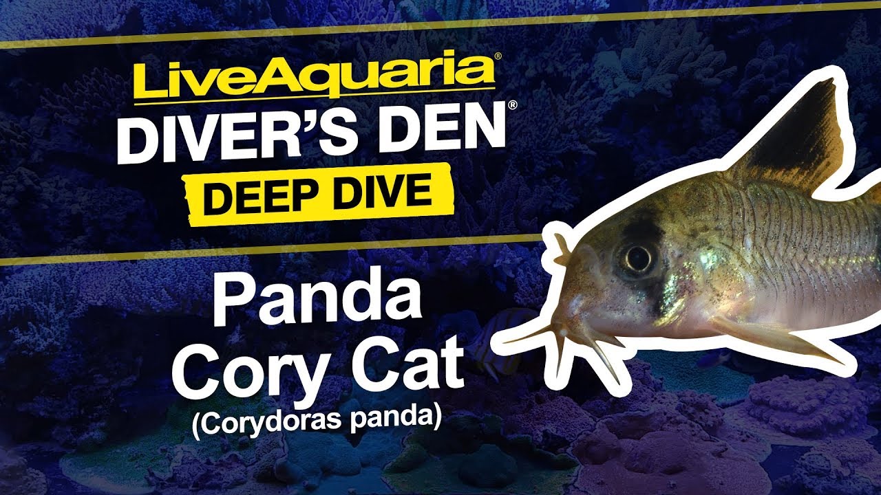 LiveAquaria&reg; Diver&rsquo;s Den&reg; Deep Dive: Panda Cory Cat (Corydoras panda)