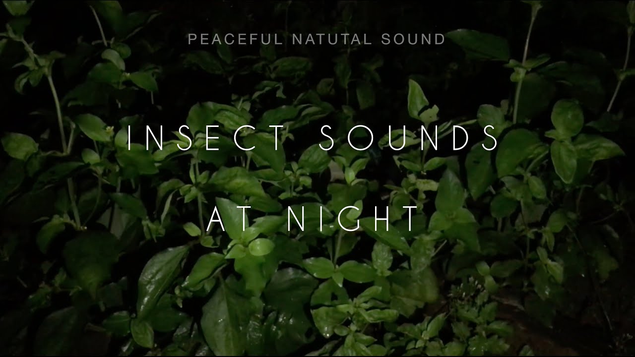 Insect Sounds At Night ASMR | Peaceful Natural Sounds