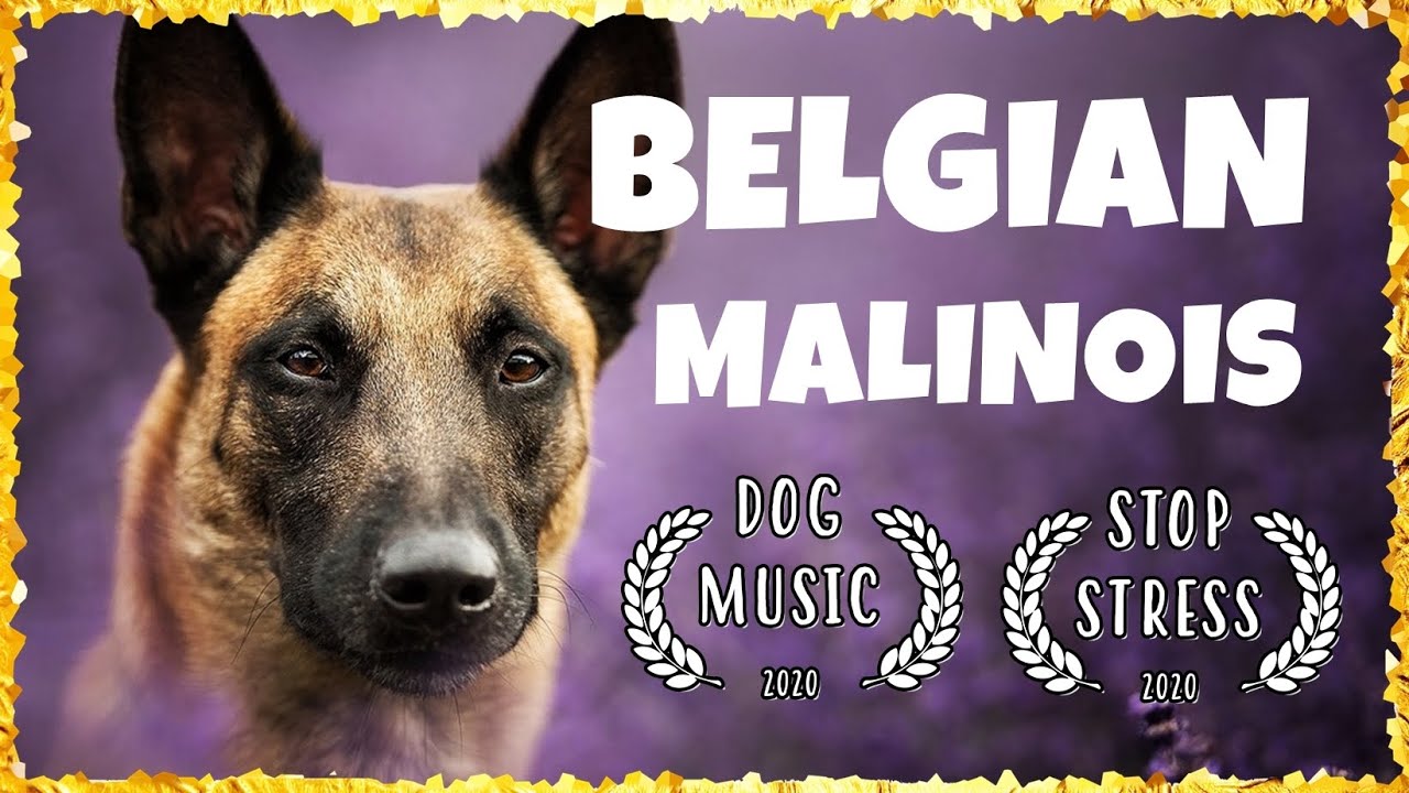 DOG MUSIC: Music for Belgian Malinois ~ Soothing Music For Dogs [TESTED]
