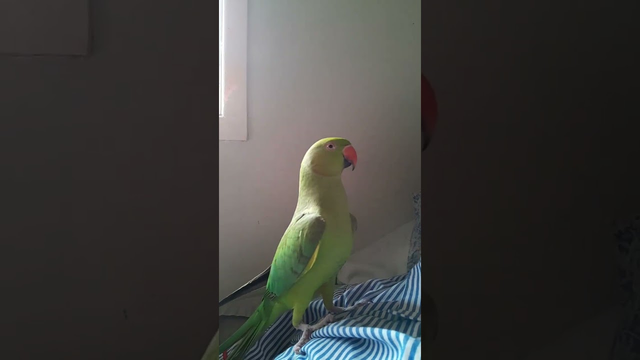 lots of kisses #birdmum #parrot #foryou #birds #indianringneck #kermit #cute #kisses #adorable