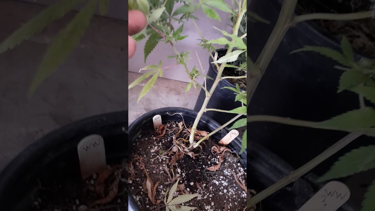 White widow auto flower inspection