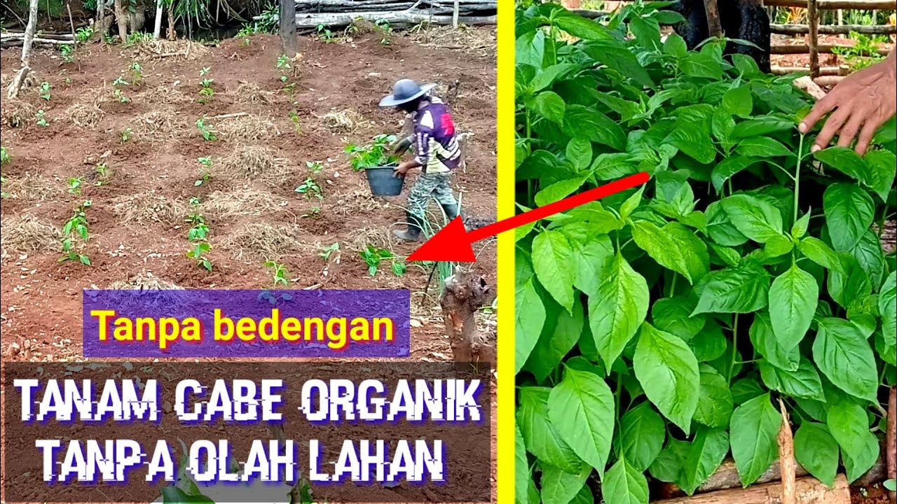 Panduan menanam cabe organik tanpa olah lahan irit pupuk hasil maksimal