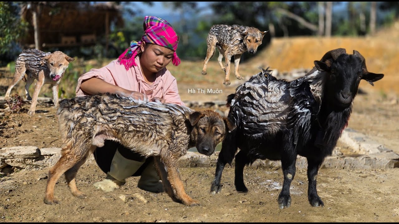 Vietnamese girl bathes goats, dogs and cooks for them - ha thi muôn