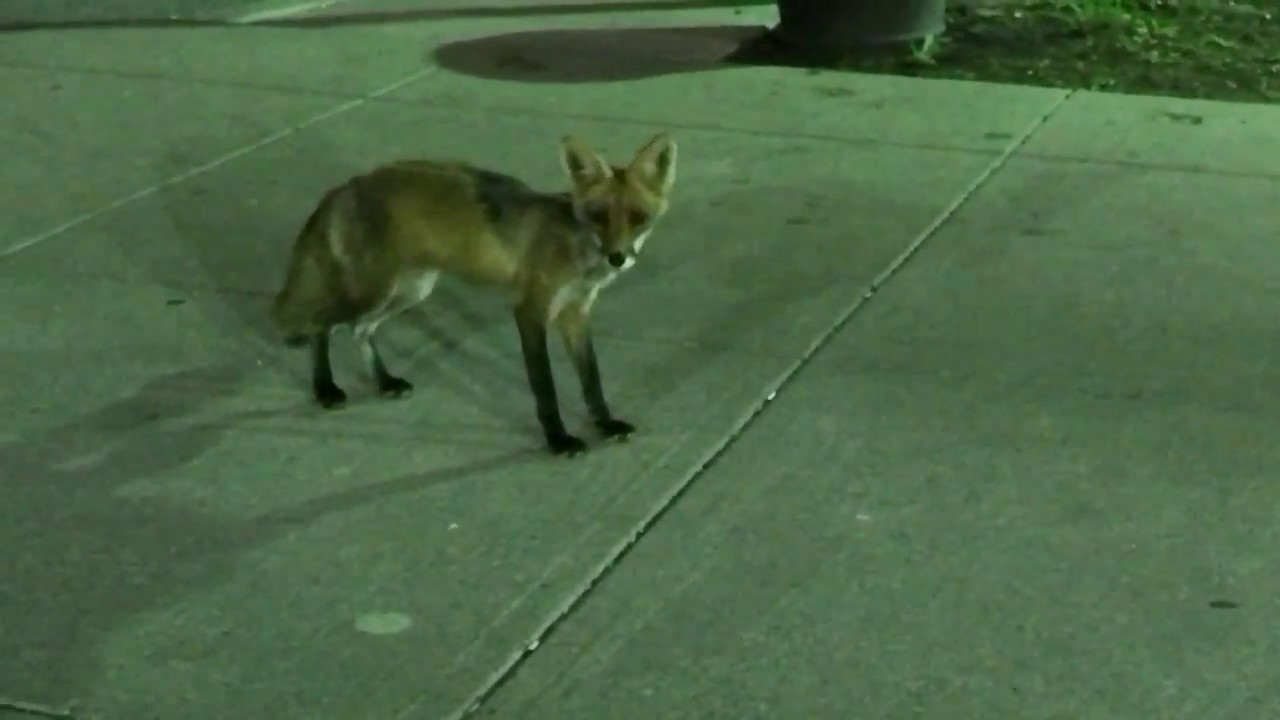 Fox hunting a rabbit in central Toronto (Christie and St. Clair W. area)