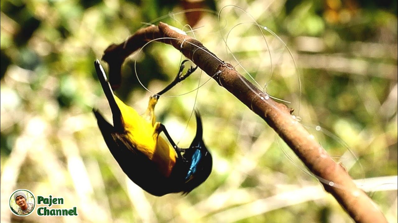 Jebakan Burung Dengan Senar Pancing - Menjebak Burung