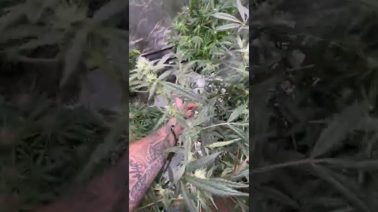 MONSTER AUTO-FLOWER ll DWC QUEENS BANNER