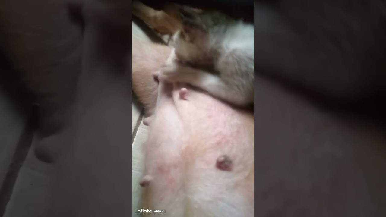 Menarik! induk anjing menyusui anak kucing    9-3-24 #viral #fyp #anabul #kucing #kucinglucu #anjing