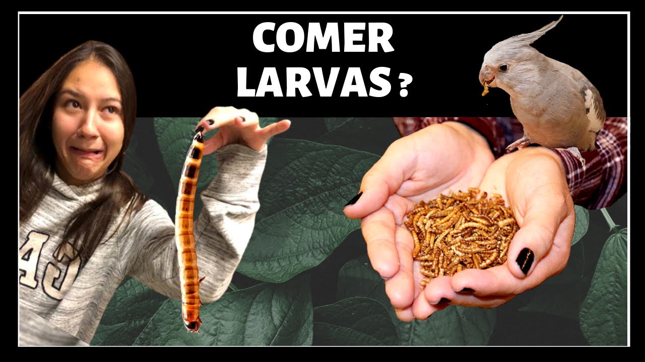 DAR LARVAS PARA AVES