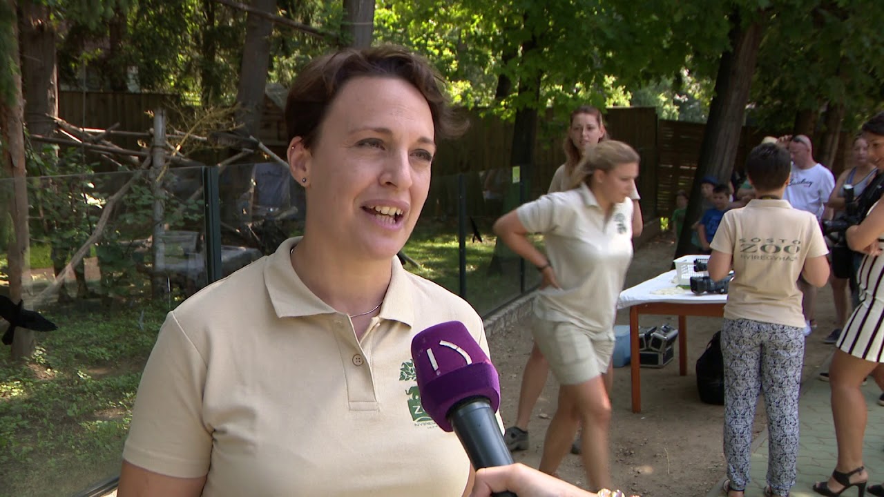 Újra vörös panda ikrek születtek a Nyíregyházi Állatparkban