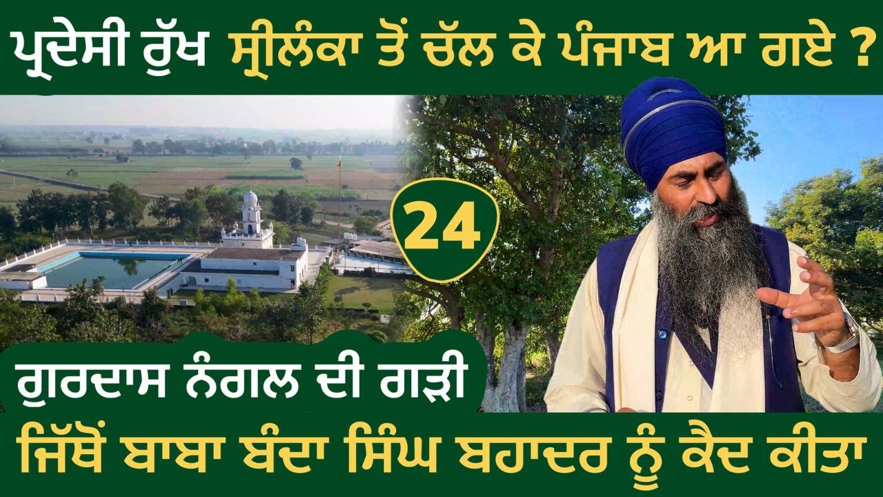 ਇਥੋਂ ਬਾਬਾ ਬੰਦਾ ਸਿੰਘ ਬਹਾਦਰ ਨੂੰ ਕੈਦ ਕੀਤਾ । ਪ੍ਰਦੇਸੀ ਰੁੱਖ ਸ੍ਰੀਲੰਕਾ ਤੋਂ ਪੰਜਾਬ? Gurdas Nangal~Gurdaspur 24
