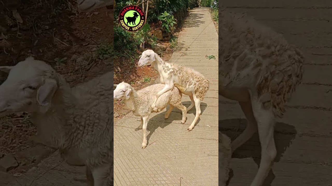 Keistimewaan Domba Lokal yang perlu diketahui peternak pemula #viral #goat #wirausaha #shorts #fyp